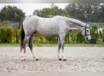 Zangersheider, Wallach, 5 Jahre, 167 cm, Schimmel