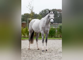 Zangersheider, Wallach, 5 Jahre, 167 cm, Schimmel