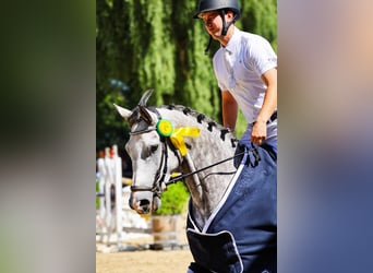 Zangersheider, Wallach, 5 Jahre, 167 cm, Schimmel