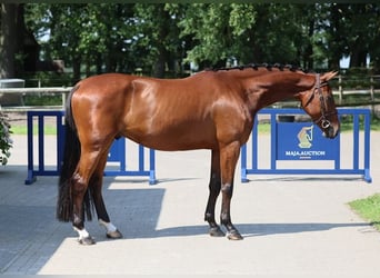 Zangersheider, Wallach, 5 Jahre, 168 cm, Brauner