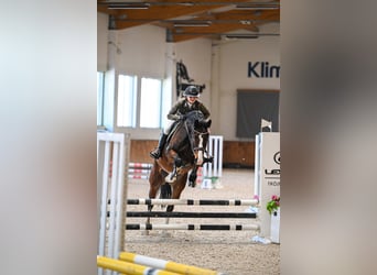 Zangersheider, Wallach, 5 Jahre, 168 cm, Brauner