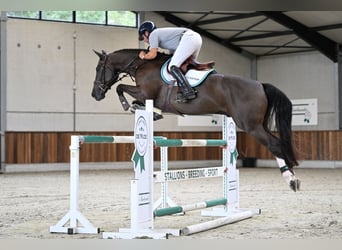 Zangersheider, Wallach, 5 Jahre, 168 cm, Rotbrauner