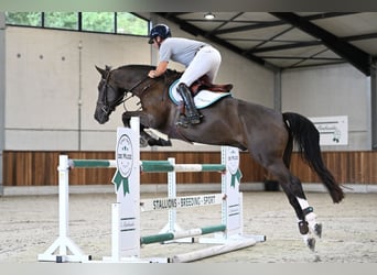 Zangersheider, Wallach, 5 Jahre, 168 cm, Rotbrauner