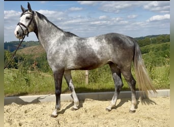 Zangersheider, Wallach, 5 Jahre, 168 cm, Schimmel