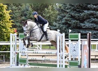 Zangersheider, Wallach, 5 Jahre, 168 cm, Schimmel