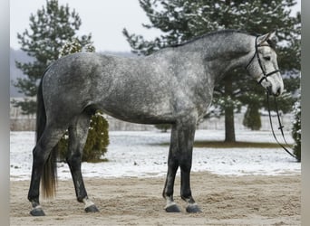 Zangersheider, Wallach, 5 Jahre, 168 cm, Schimmel