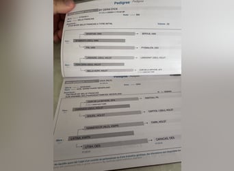 Zangersheider, Wallach, 5 Jahre, 168 cm, Schimmel