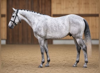 Zangersheider, Wallach, 5 Jahre, 168 cm, Schimmel