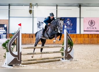 Zangersheider, Wallach, 5 Jahre, 168 cm, Schimmel