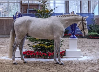 Zangersheider, Wallach, 5 Jahre, 169 cm, Schimmel