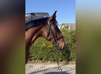 Zangersheider, Wallach, 5 Jahre, 170 cm, Brauner