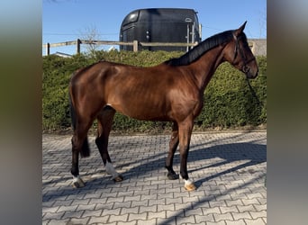 Zangersheider, Wallach, 5 Jahre, 170 cm, Brauner