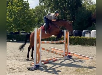 Zangersheider, Wallach, 5 Jahre, 170 cm, Brauner