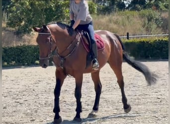 Zangersheider, Wallach, 5 Jahre, 170 cm, Brauner