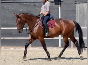Zangersheider, Wallach, 5 Jahre, 170 cm, Brauner