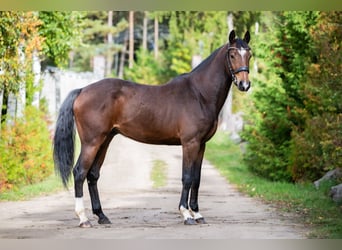 Zangersheider, Wallach, 5 Jahre, 170 cm, Dunkelbrauner