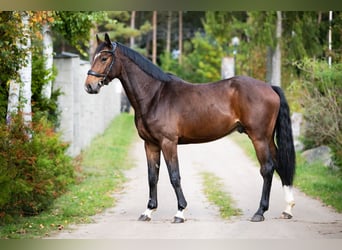 Zangersheider, Wallach, 5 Jahre, 170 cm, Dunkelbrauner
