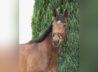 Zangersheider, Wallach, 5 Jahre, 170 cm, Dunkelbrauner