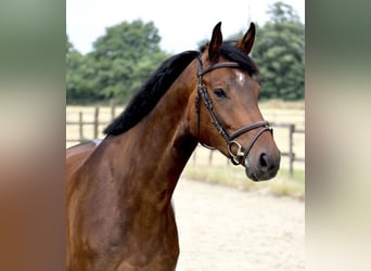 Zangersheider, Wallach, 5 Jahre, 170 cm, Dunkelbrauner