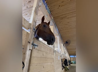 Zangersheider, Wallach, 5 Jahre, 170 cm, Dunkelfuchs