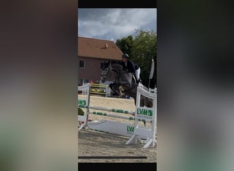 Zangersheider, Wallach, 5 Jahre, 170 cm, Schimmel