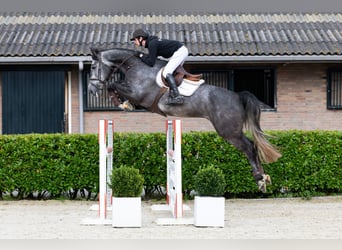 Zangersheider, Wallach, 5 Jahre, 170 cm, Schimmel