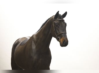 Zangersheider, Wallach, 5 Jahre, 170 cm