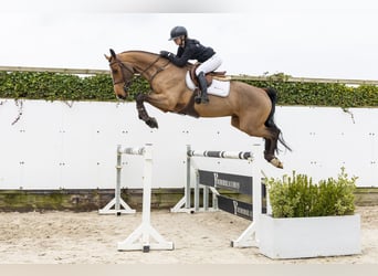 Zangersheider, Wallach, 5 Jahre, 171 cm, Brauner