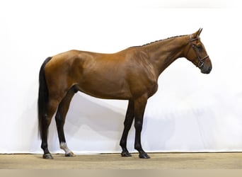 Zangersheider, Wallach, 5 Jahre, 171 cm, Brauner