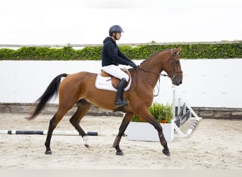 Zangersheider, Wallach, 5 Jahre, 171 cm, Brauner