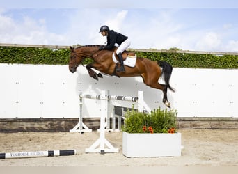 Zangersheider, Wallach, 5 Jahre, 171 cm, Brauner