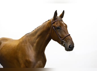 Zangersheider, Wallach, 5 Jahre, 171 cm, Brauner