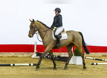 Zangersheider, Wallach, 5 Jahre, 171 cm, Brauner