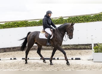 Zangersheider, Wallach, 5 Jahre, 171 cm, Dunkelbrauner