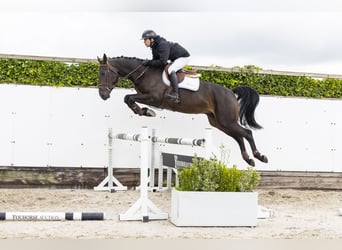 Zangersheider, Wallach, 5 Jahre, 171 cm, Dunkelbrauner