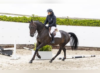 Zangersheider, Wallach, 5 Jahre, 171 cm, Dunkelbrauner