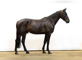 Zangersheider, Wallach, 5 Jahre, 171 cm, Dunkelbrauner