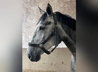 Zangersheider, Wallach, 5 Jahre, 172 cm, Apfelschimmel