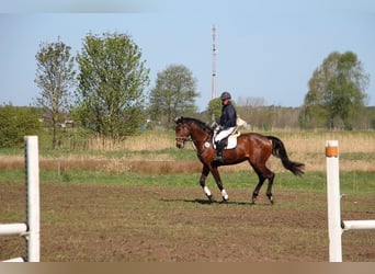 Zangersheider, Wallach, 5 Jahre, 172 cm, Brauner
