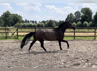 Zangersheider, Wallach, 5 Jahre, 172 cm, Dunkelbrauner