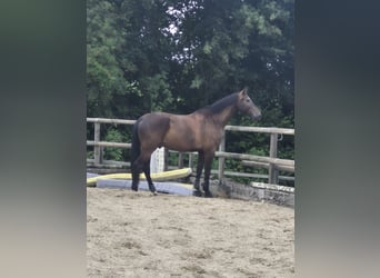 Zangersheider, Wallach, 5 Jahre, 172 cm, Dunkelbrauner