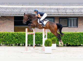 Zangersheider, Wallach, 5 Jahre, 172 cm, Dunkelbrauner