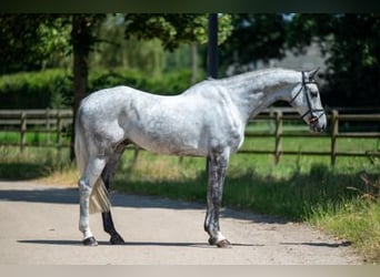 Zangersheider, Wallach, 5 Jahre, 172 cm, Schimmel