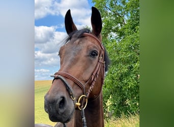 Zangersheider, Wallach, 5 Jahre, 173 cm, Brauner