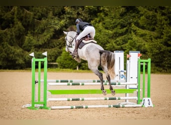 Zangersheider, Wallach, 5 Jahre, 173 cm, Schimmel