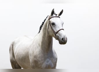Zangersheider, Wallach, 5 Jahre, 173 cm, Schimmel