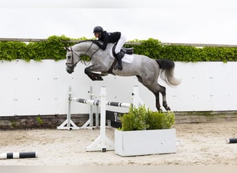 Zangersheider, Wallach, 5 Jahre, 173 cm, Schimmel