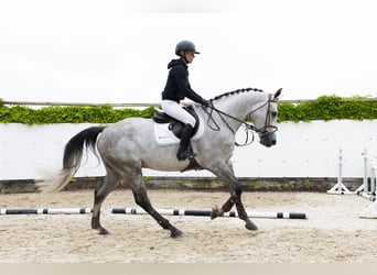 Zangersheider, Wallach, 5 Jahre, 173 cm, Schimmel