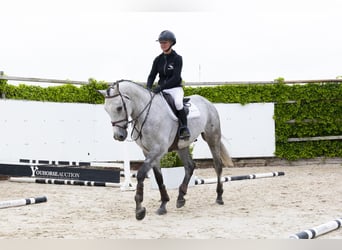 Zangersheider, Wallach, 5 Jahre, 173 cm, Schimmel