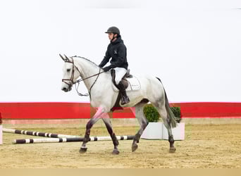 Zangersheider, Wallach, 5 Jahre, 173 cm, Schimmel
